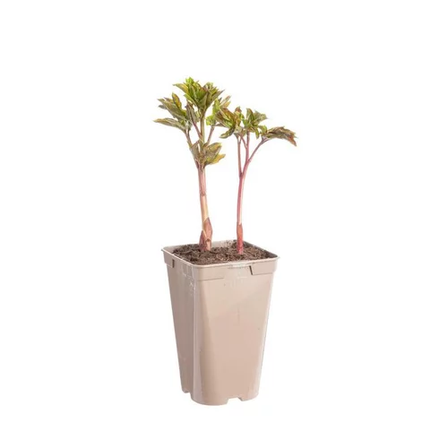 Pivoine Solange - Le pot de 2 litres