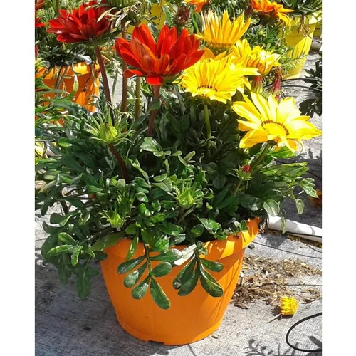 Gazania trio - Le pot de 3 litres