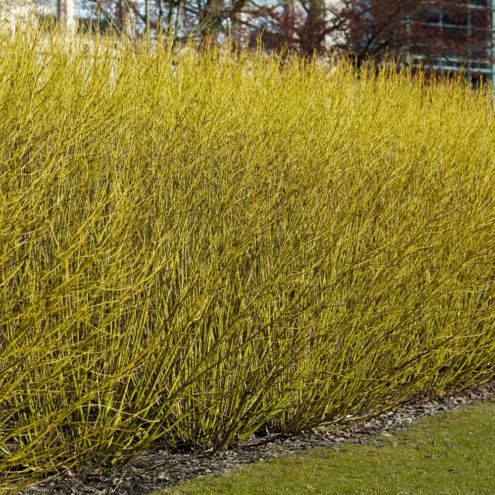 Cornouiller à bois jaune Flaviramea Cornus sericea flaviramea