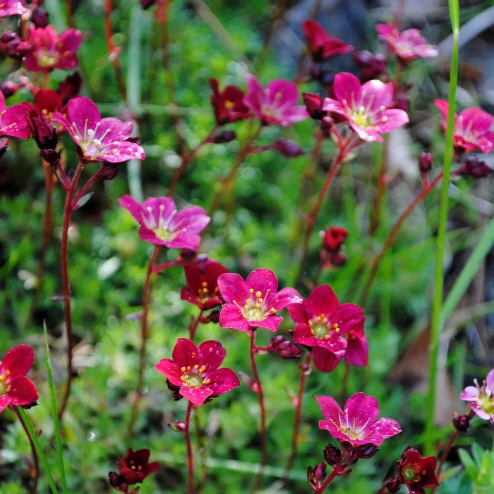 Saxifrage mousse Purpurteppich Saxifraga arendsii Purpurteppich