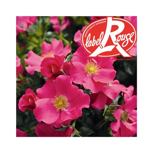 Rosier Xylon® Label Rouge en pot de 5L
