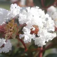 Lagerstroemia Indica Charms Neige d’été blanc. Le pot de 12 litres