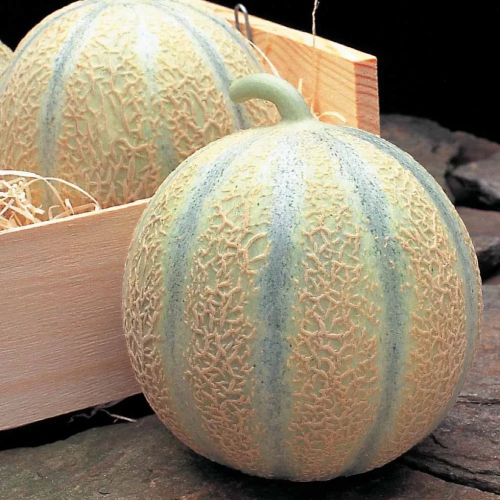 Melon Diego F1 Cucumis melo diego f1