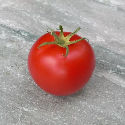 Biologische zaden van Tomaat Canabec rose