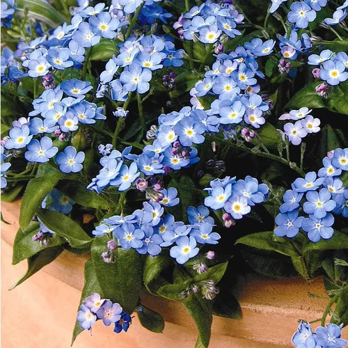 Myosotis Myomark - Le pot de 1 litre