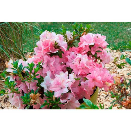 Azalée (Azalea) Encore. Le pot de 4 litres