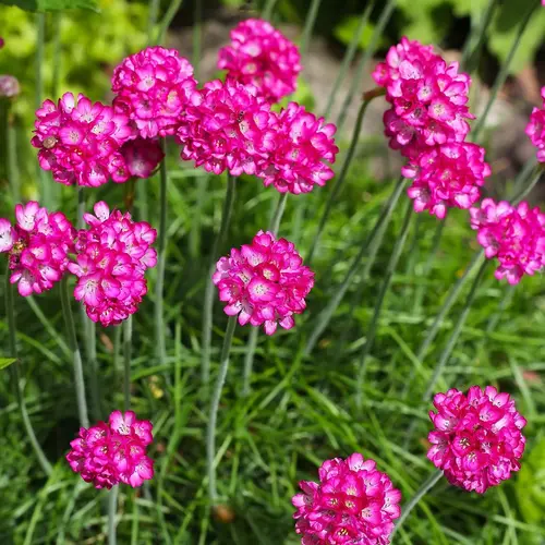 Gazon d’Espagne ‘Morning Star Deep Rose’ - Le pot de 2 litres