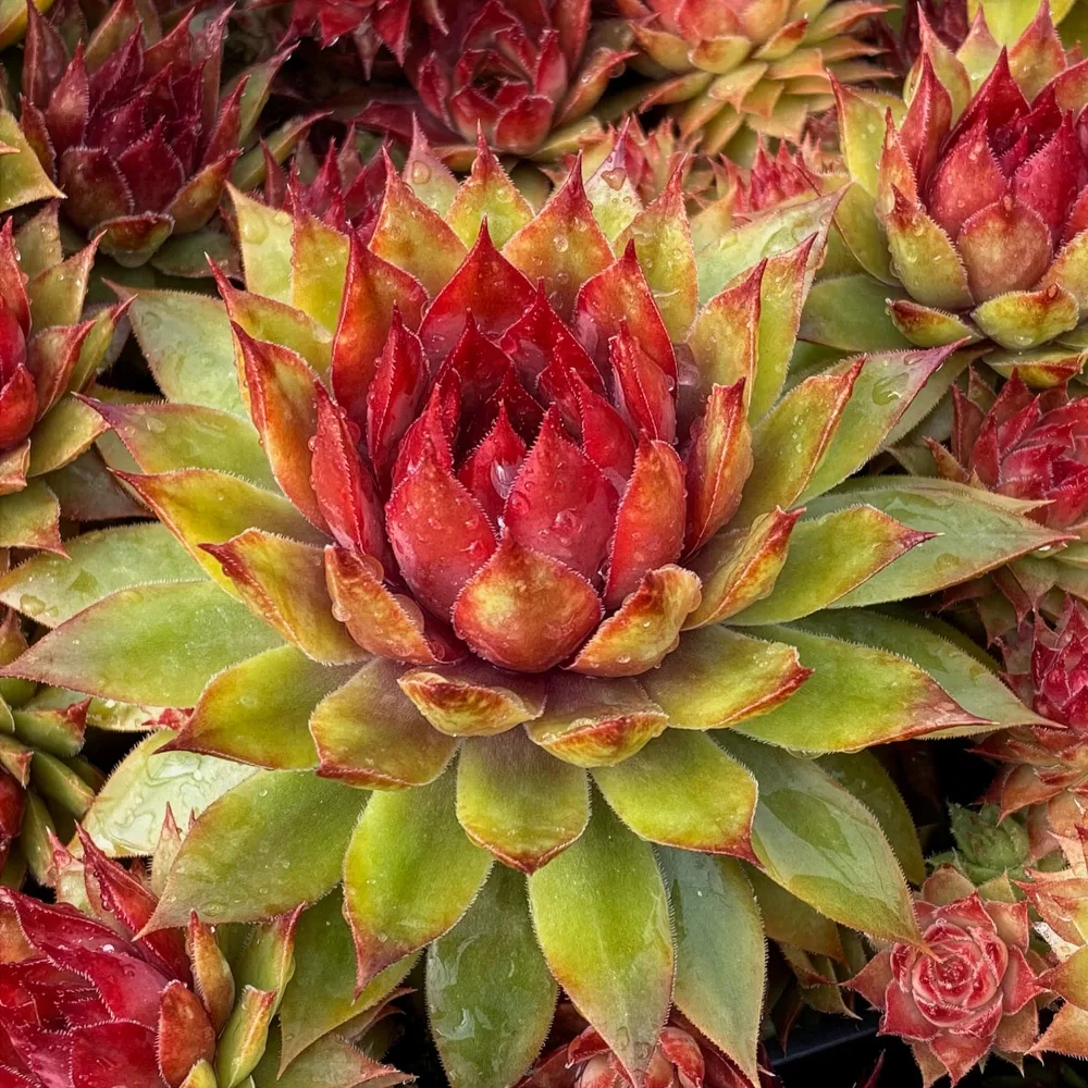 Joubarbe Chick Charms® Pineapple Paradise - Sempervivum Sempervivum Chick Charms® Pineapple Paradise