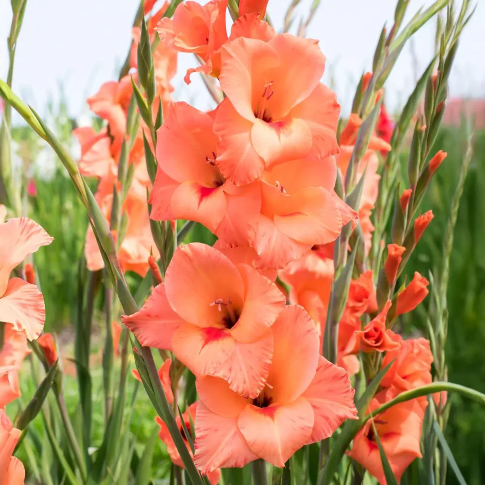 25 Glaïeuls Peter Pears Gladiolus Peter Pears