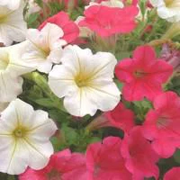 Pétunia à massifs - La cagette de 12 plants