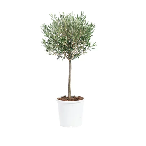 Olivier Tige en pot de 5 L