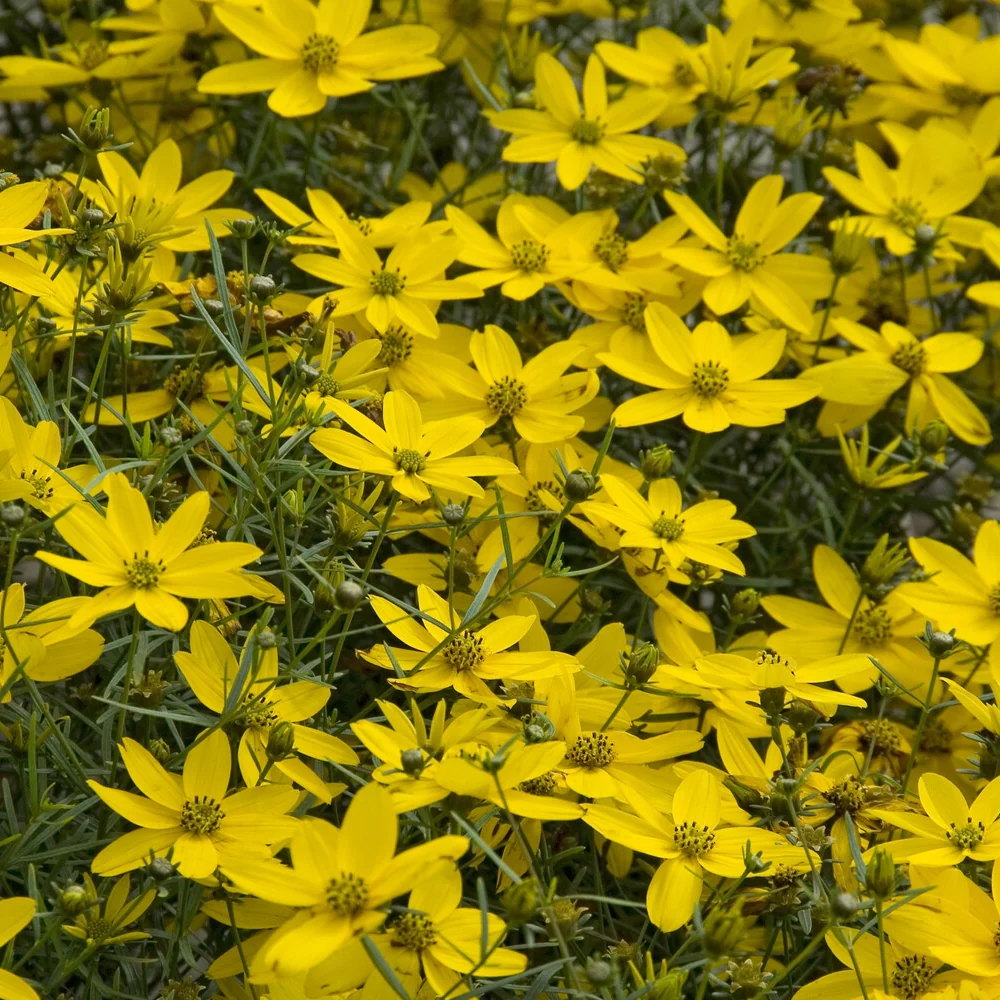 Coreopsis verticillé Zagreb Coreopsis verticillata Zagreb