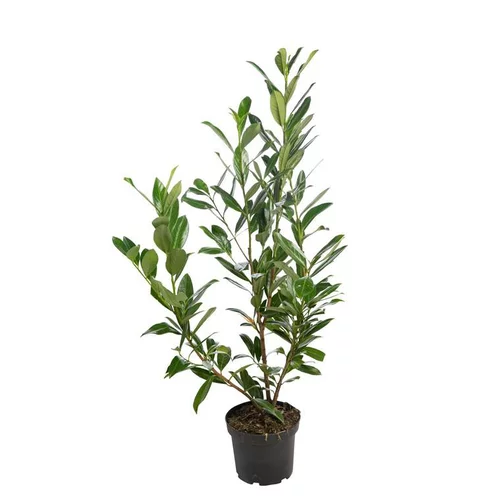 Laurier cerise Prunus Laurocerasus Caucasica pot de 5 L 80/100 cm