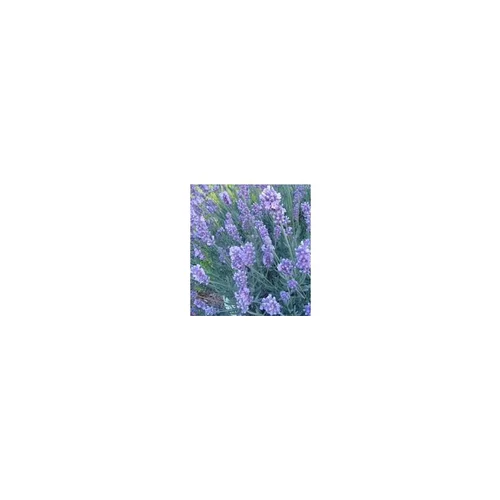 Lavande Angustifolia - Le pot de 2,5 litres