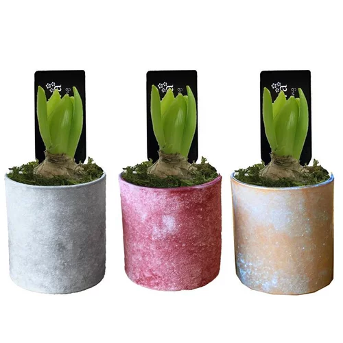 Jacinthe en pot déco. La composition de 9 cm