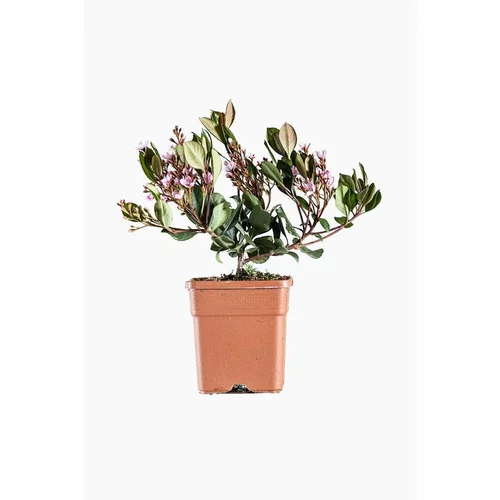 Raphiolepis Springtime en pot de 3 L vert