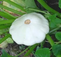 Pâtisson blanc bio - Prix au kg