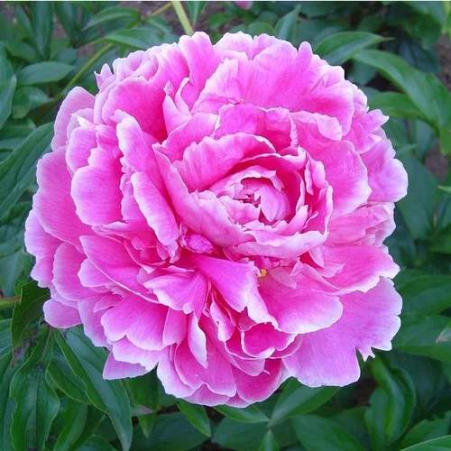 Paeonia Suffruticosa - Le pot de 5 litres