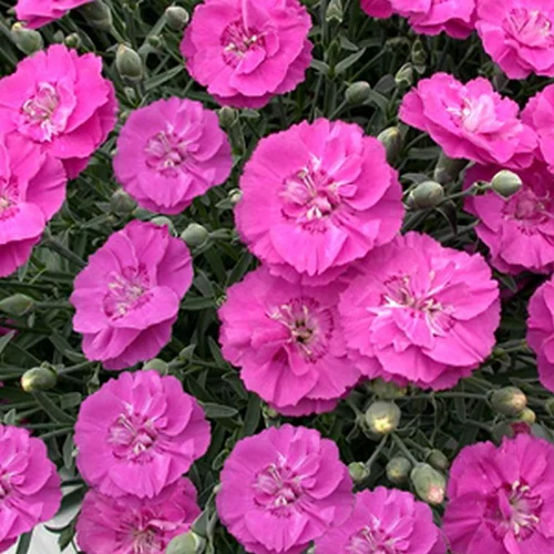 Oeillet nain rose violacé - Le pot de 9 cm