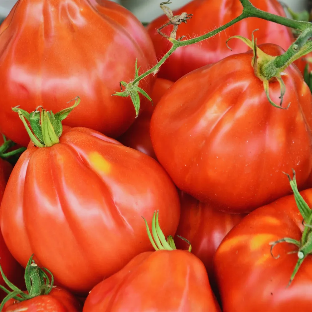 Tomate Liguria Solanum lycopersicum liguria