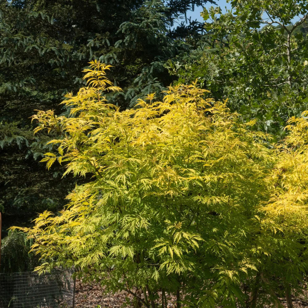 Sureau doré Sutherland Gold Sambucus racemosa sutherland gold