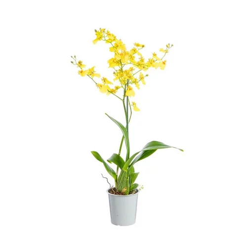 Orchidée Oncidium 1 branche ramifiée pot Ø12xH55 cm