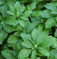 Pachysandra Terminalis - Le pot de 2 litres