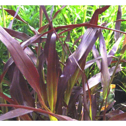 Pennisetum pourpre aux écouvillons - Le pot de 1 litre