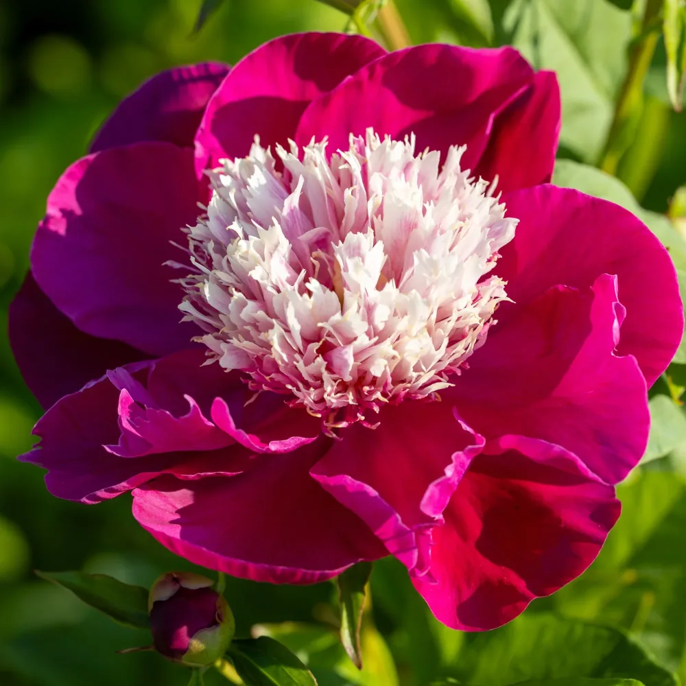 Pivoine White Cap Paeonia lactiflora White Cap