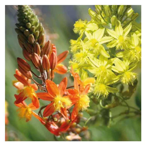 Bulbine - Le pot de 9 x 9 cm