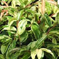 Leucothoe rouge. Le pot de 1 litre