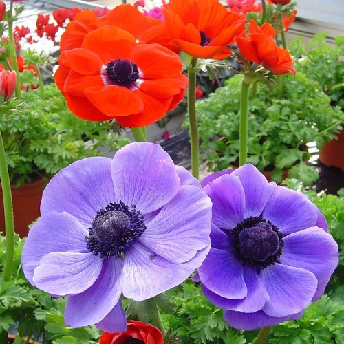 Anemone Coronaria Bleu. Le pot de 17 cm