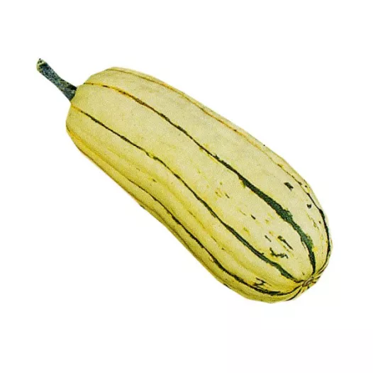 Bio zaden van Pompoen Delicata (Sweet Poteto)