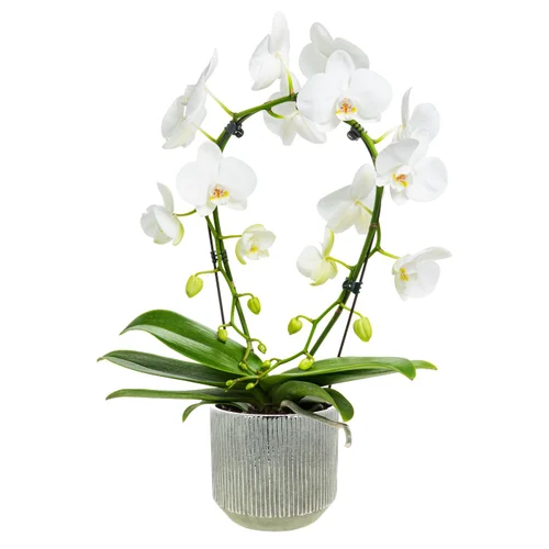Phalaenopsis Arceau 2 branches botanic® multicolore + cache-pot