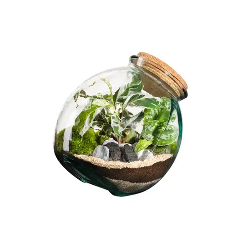 Terrarium autonome botanic® Kuego - Taille L Ø 26 cm H 26 cm