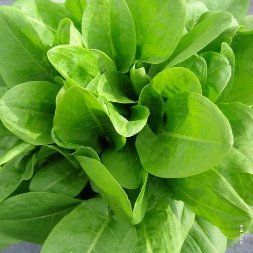 Oseille Bio. Le pot de 1 litre