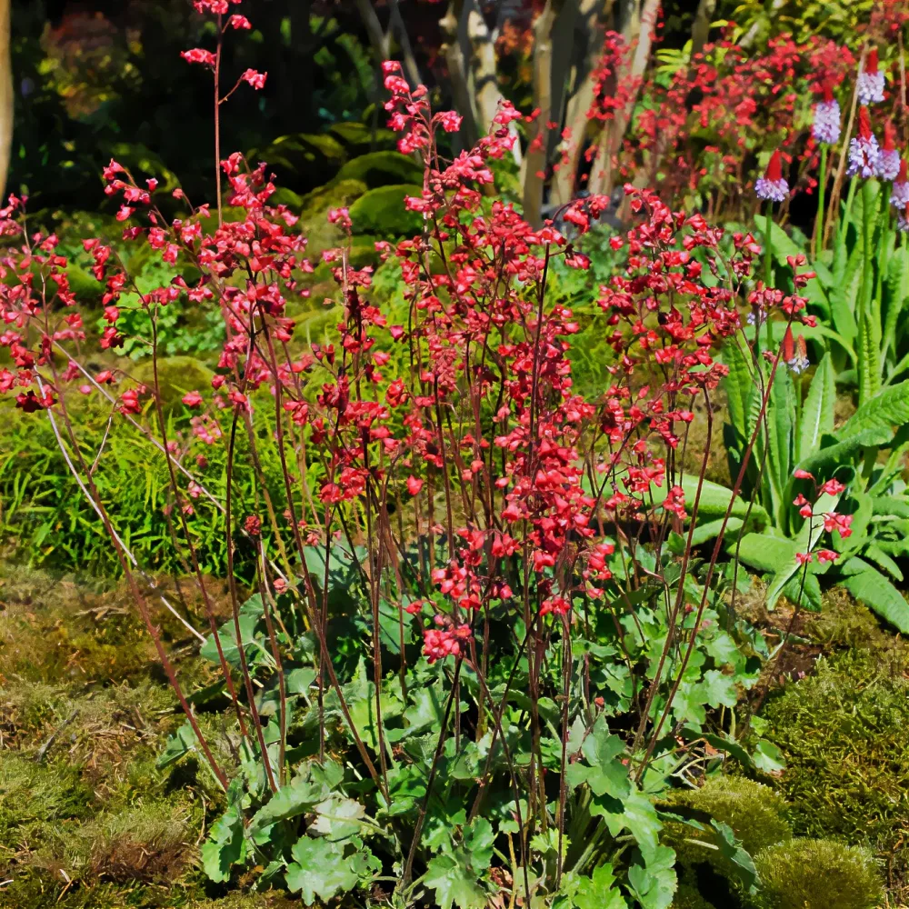 Heuchère Pluie de Feu Heuchera pluie de feu