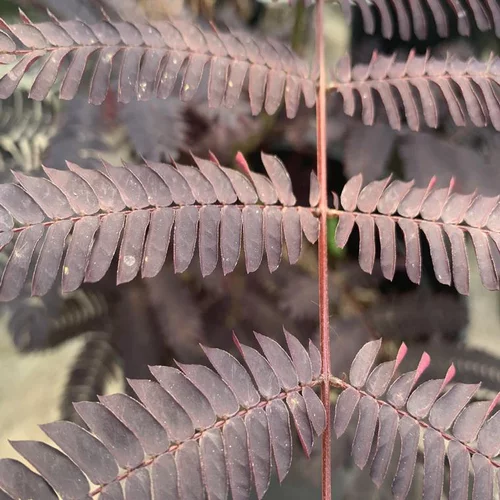 Albizia Julibrissin Summer Chocolate marron. Le pot de 15 litres, forme ½ tige
