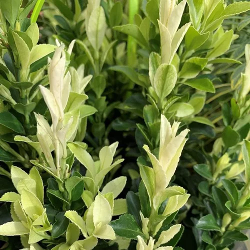 Fusain (Euonymus Easyform) Paloma Blanca. Le pot de 4 litres