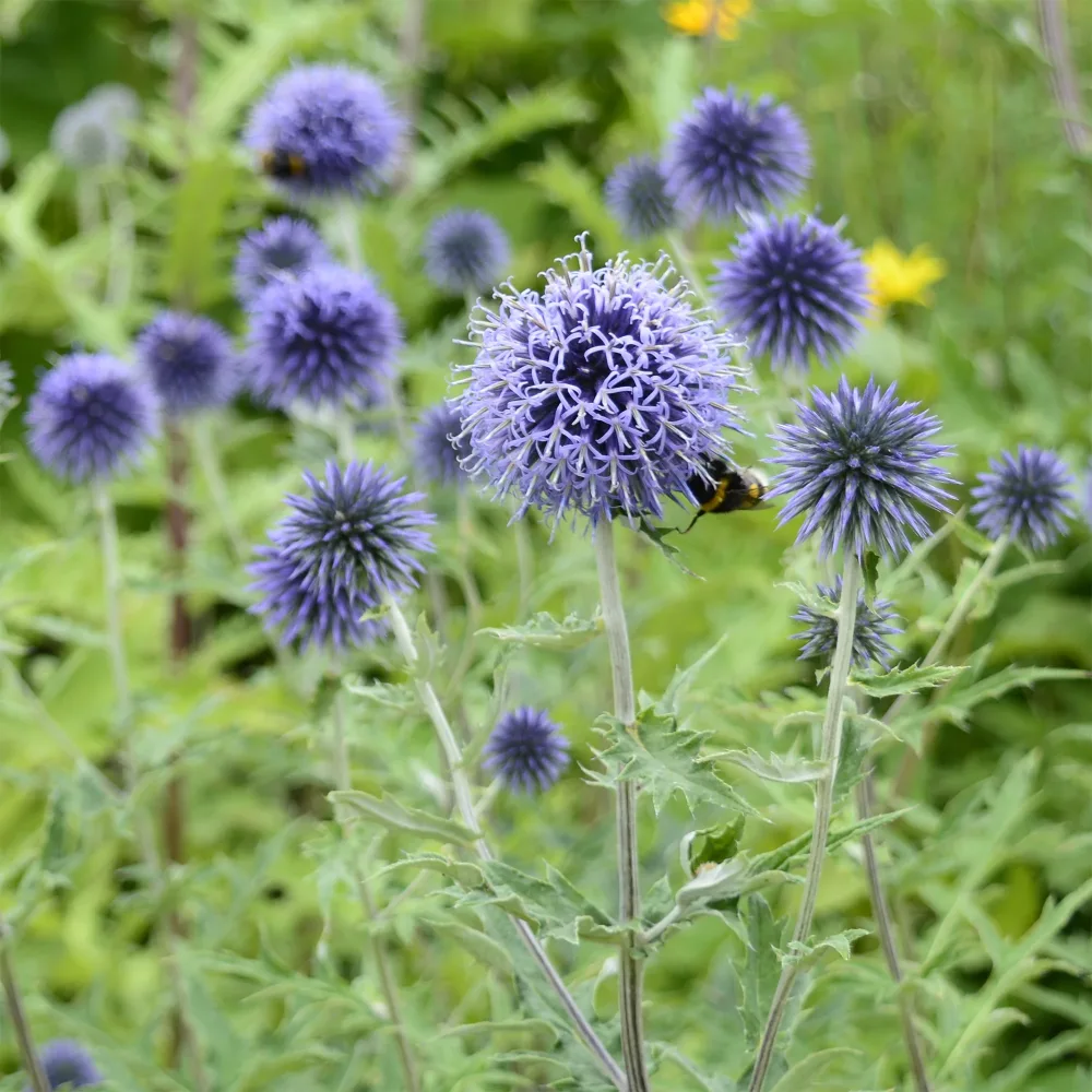 Boule azurée - Chardons boule Echinops ritro
