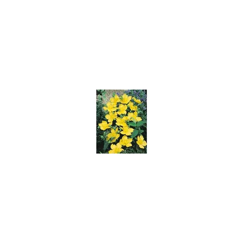 HYPERICUM HIDCOTE.C 5