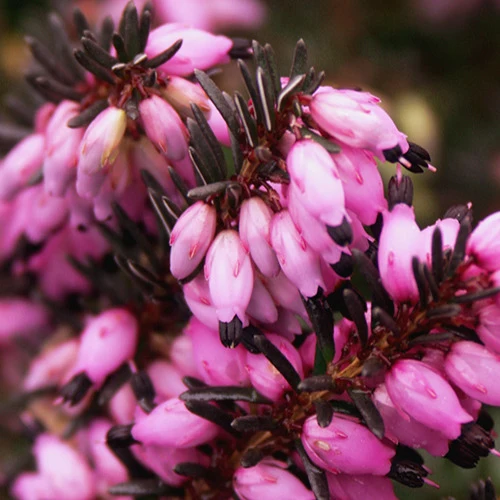 Bruyère d'hiver Léa Erica darleyensis lea