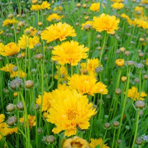 Coreopsis vivace à fleurs jaunes - Le pot de 0,7 litre
