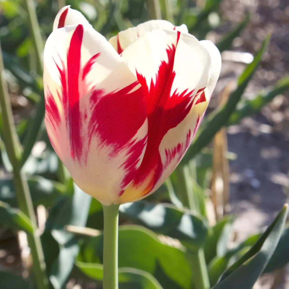 10 Tulipes Triomphe Carnaval de Rio Tulipa 'carnaval de rio'