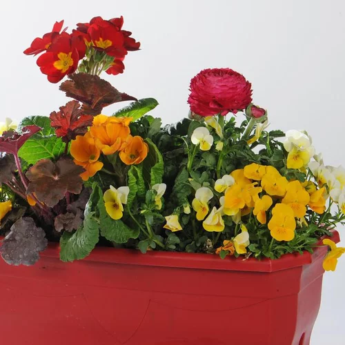 Jardinière variée - La jardinette de 25 cm