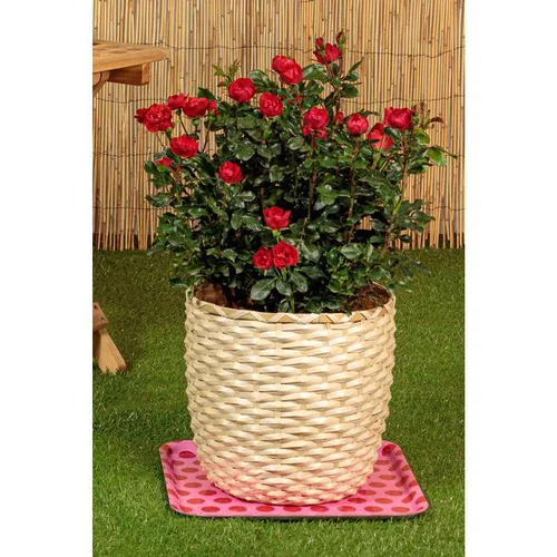Rosier Zepeti® Meibenbino terre – C6.
