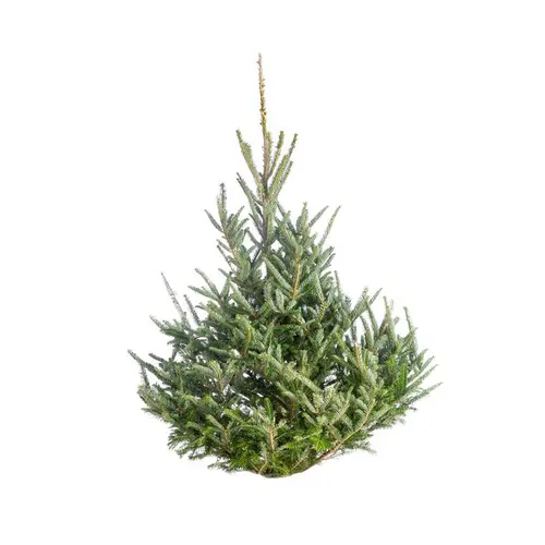 Sapin de Noël naturel coupé Fraseri - 100 à 125 cm