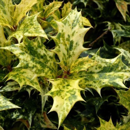 Osmanthus Burkwoodii ou Faux houx 80/100 cm en pot de 7,5 L