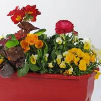 Jardinière variée - La jardinière de 80 cm