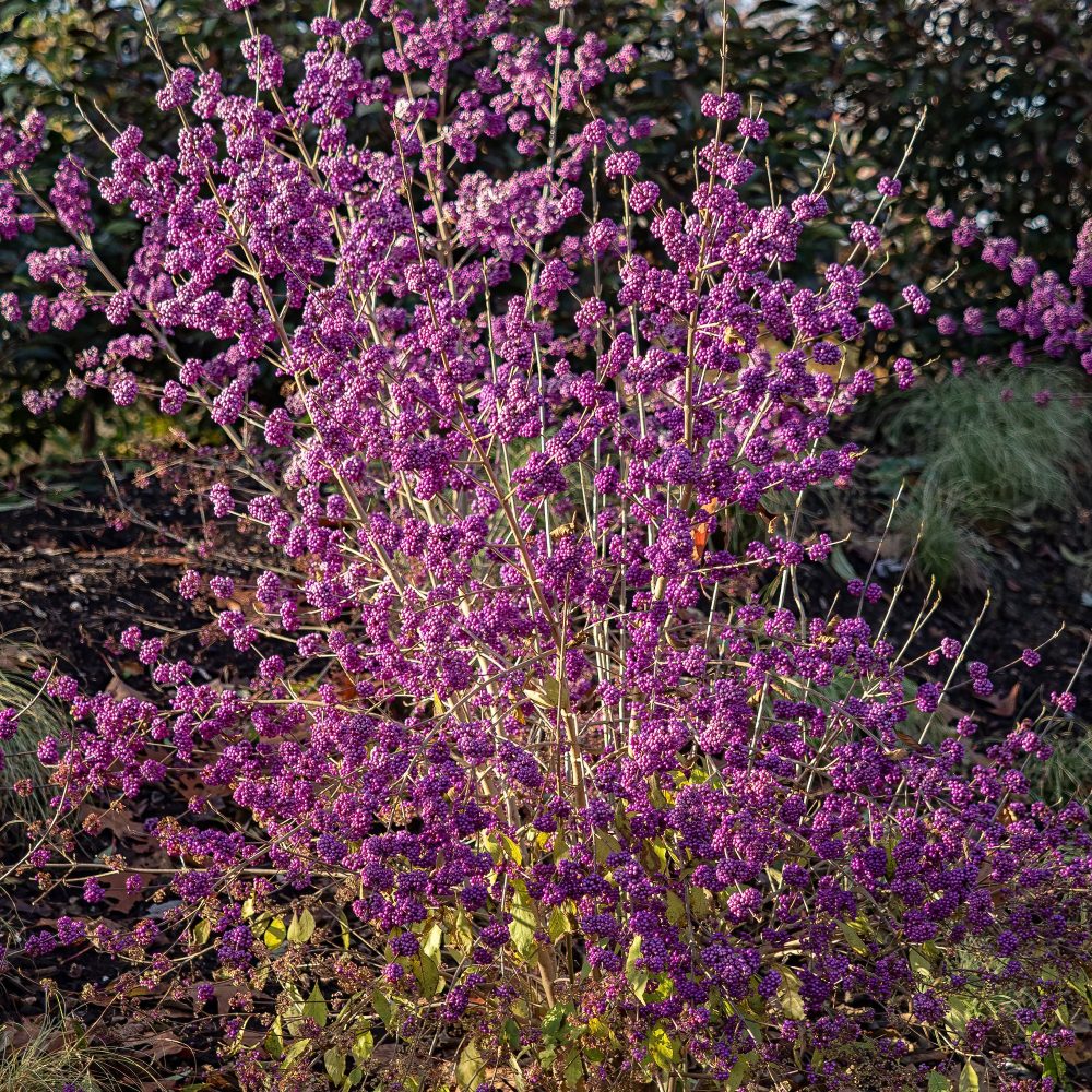 Callicarpa Profusion Callicarpa bodinieri Profusion